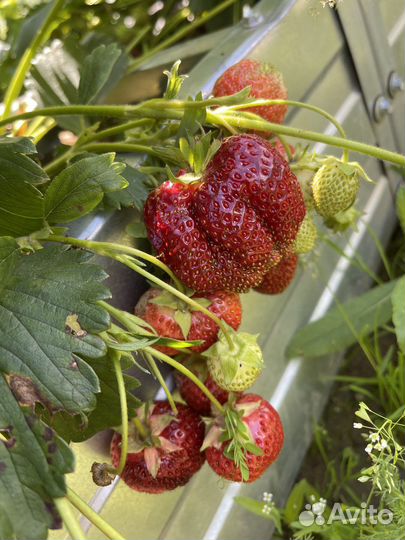 Саженцы клубники