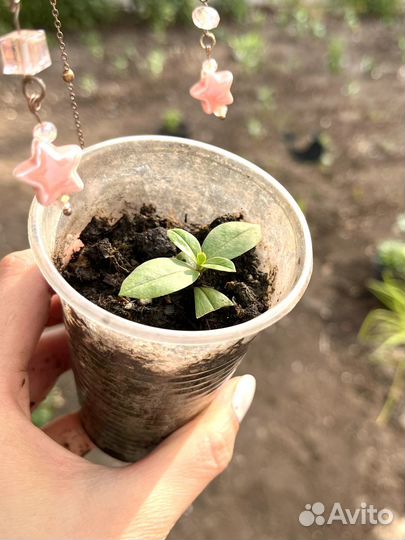 Флокс растопыренный