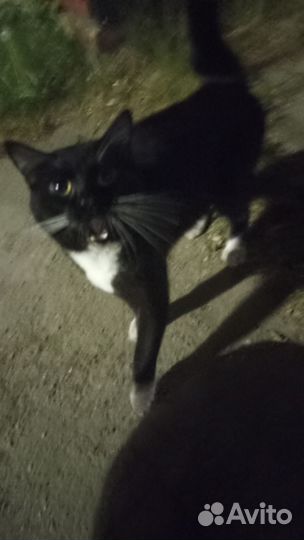 Черный кот