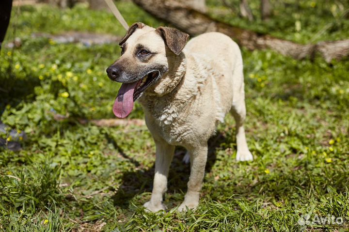 Чудесная и очень простая Маша в добрые руки
