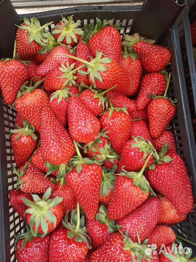 Свежая клубника, Черешня