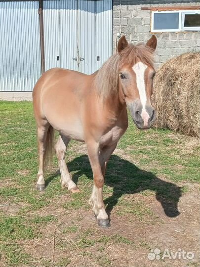 Пони, лошади