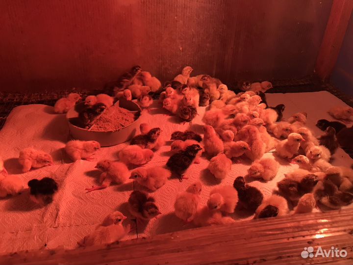 Яйца перепелиные инкубационное