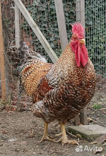 Инкубационное яйцо кур породы Билефельдер