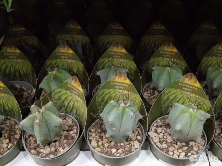 Кактусы и суккуленты