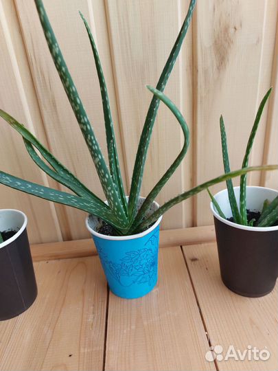 Каланхоэ лечебное,алоэ Вера