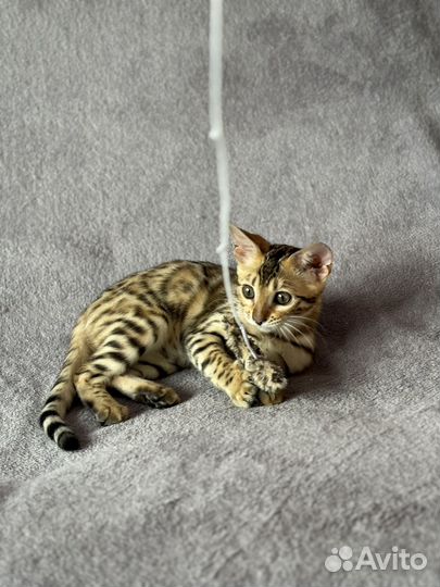 Бенгальский котенок (девочка)