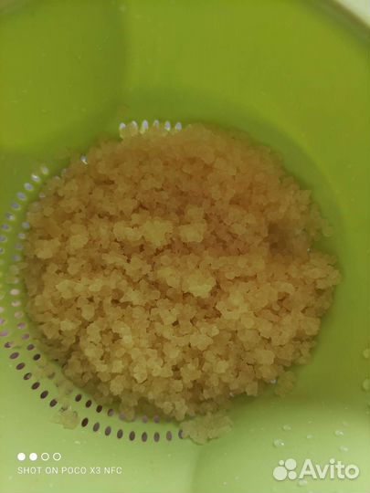 Индийский морской рис для приготовления кваса