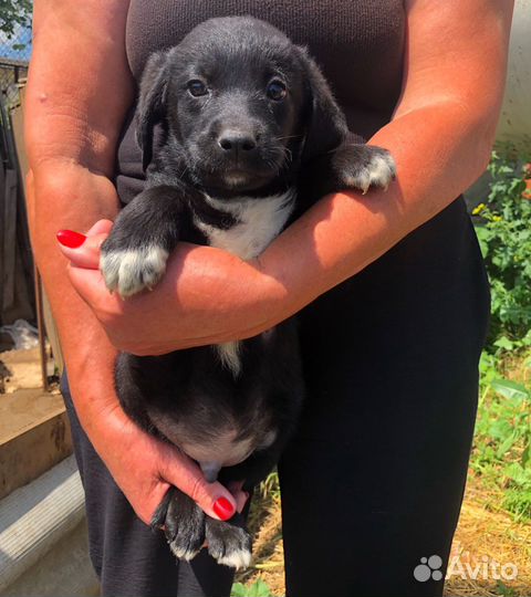 Щенок в добрые руки