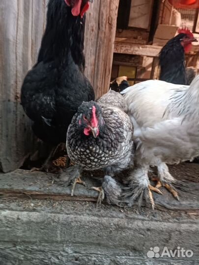 Инкубационное яица И молодые петухи