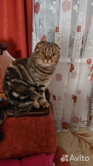 Кошка ищет добрых хозяев