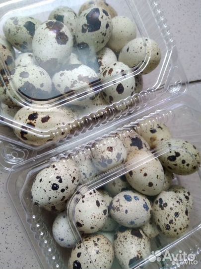 Яйцо инкубационное перепелов техасцы и селадоны