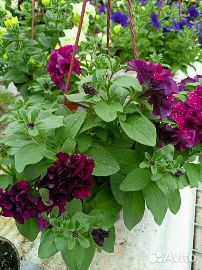 Петуния в кашпо