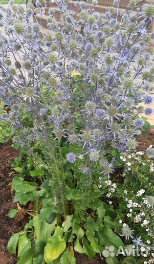 Синеголовник