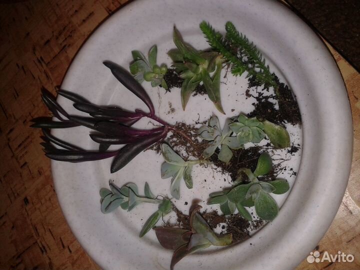 Редкие суккуленты