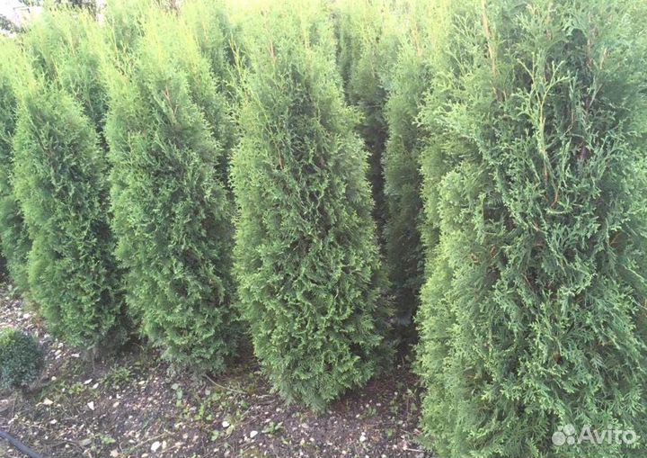 Туя Брабант