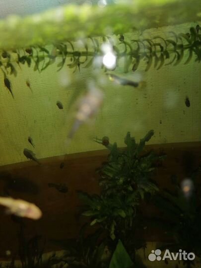 Сомики анциструсы