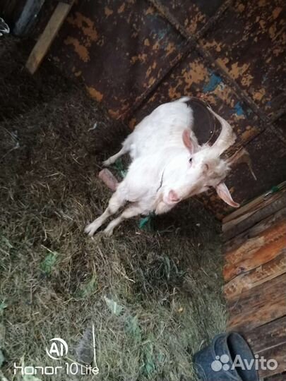 Козёл на племя