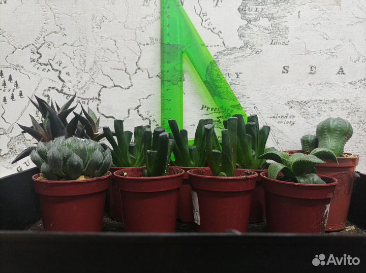 Комнатные цветы