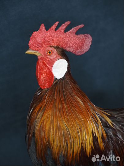 Петух Тайланд