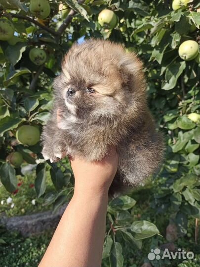 Щенки померанского шпица медвежьего типа
