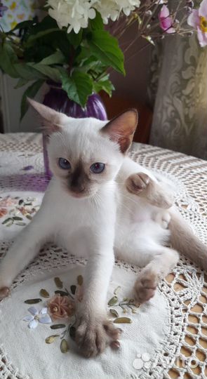 Синеглазый тайчик с документами