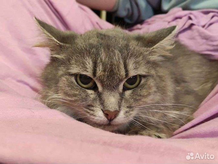 Кошка Юта из приюта