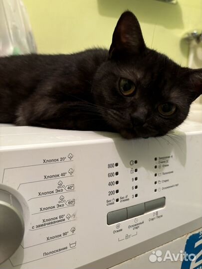 Британская кошка