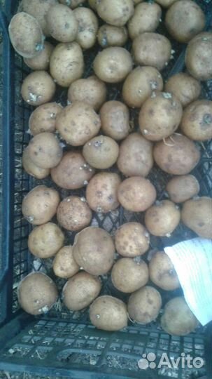 Семенной картофель