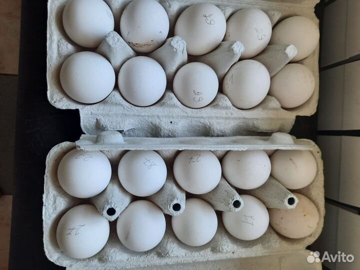 Леггорн далматинцы яйцо