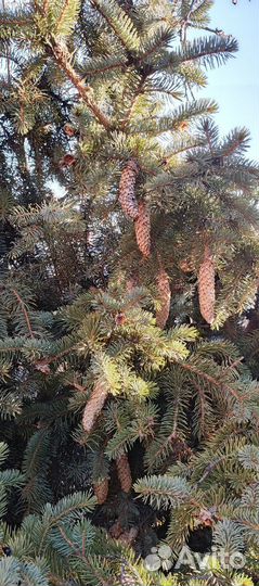 Еловые ветки живые