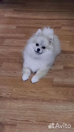 Померанский шпиц