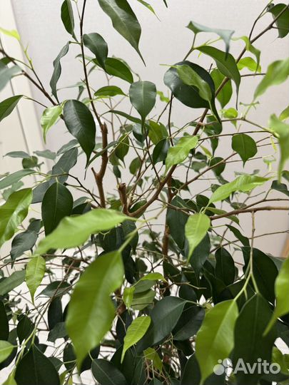 Фикус бенджамина большой