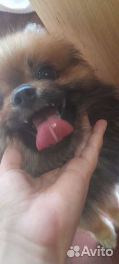 Померанский шпиц мини