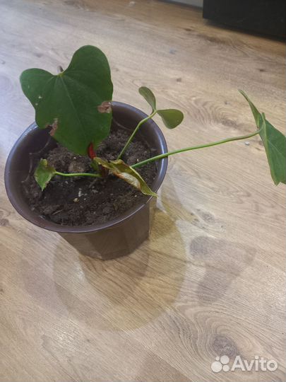 Комнатные цветы антуриум