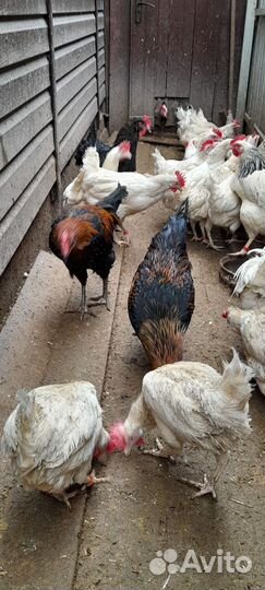 Петух порода московская чёрная и легорн