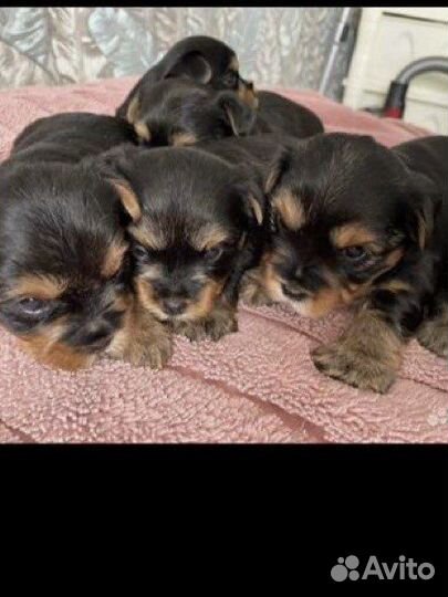 Йоркширский терьер