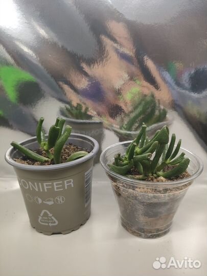 Крассула хоббит