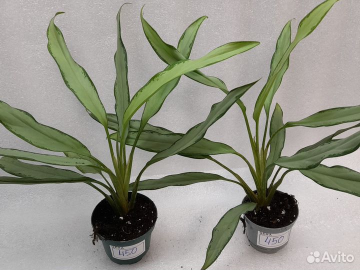 Маранта триколор. Аглонемы кутласс. вайт ланс