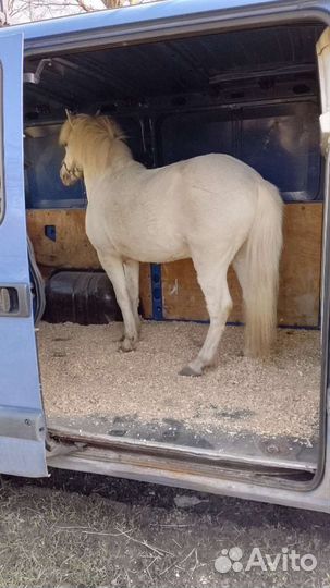 Перевозка животных. Эвакуатор. Грузоперевозки