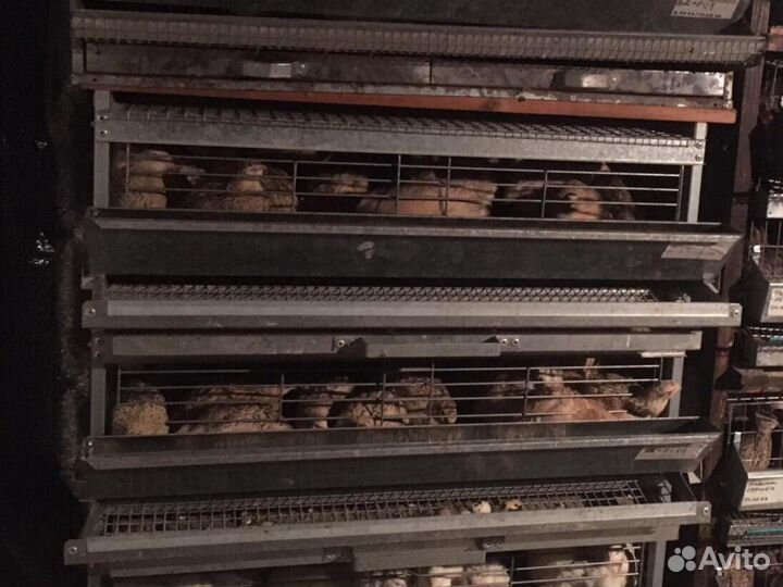 Перепелиный помет