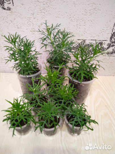 Аргирантемум