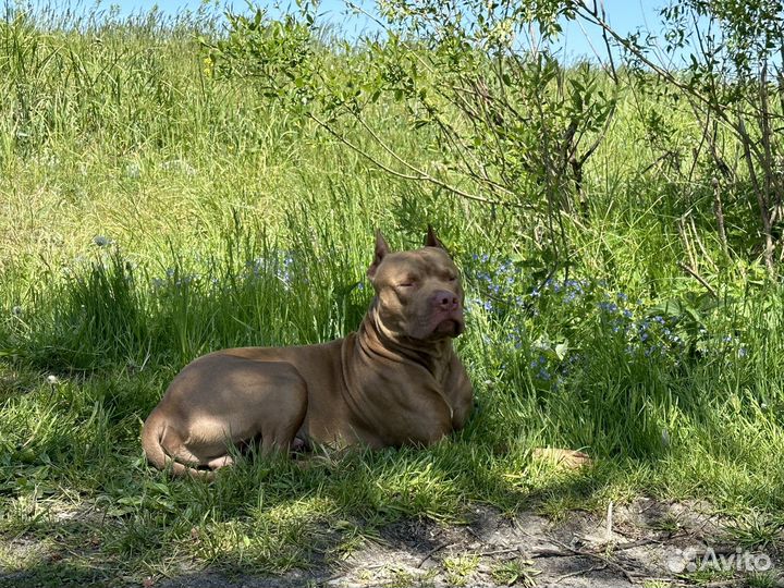 Питбуль Red Nose вязка, кобель 2,5 года