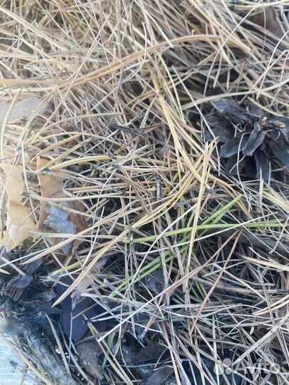 Сосновый опад чистый