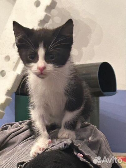 Ищу родителей