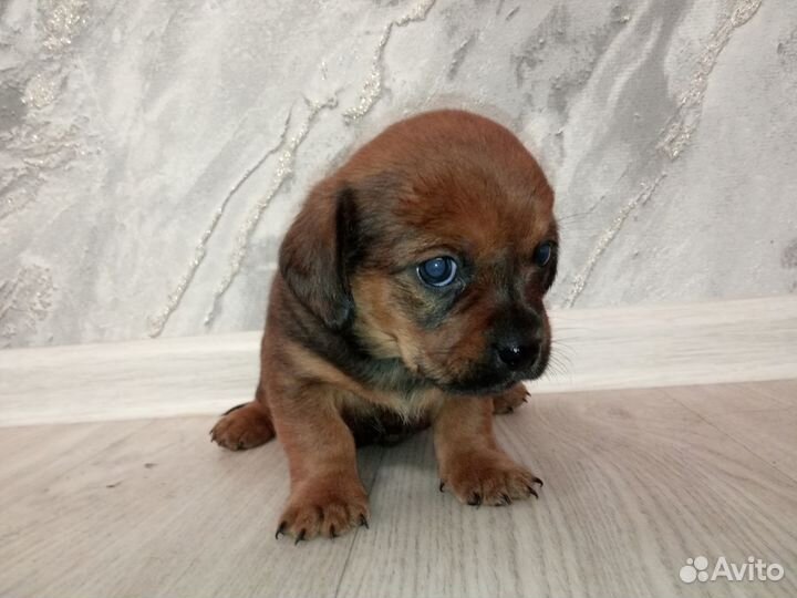 Щенки пекинеса