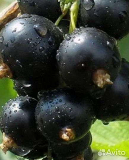 Саженцы черной смородины лучшие сорта