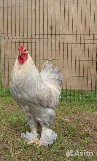 Брама,Мараны,Кохинхины