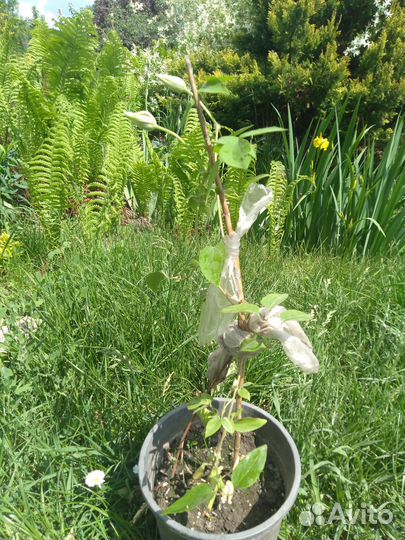 Клематис белый