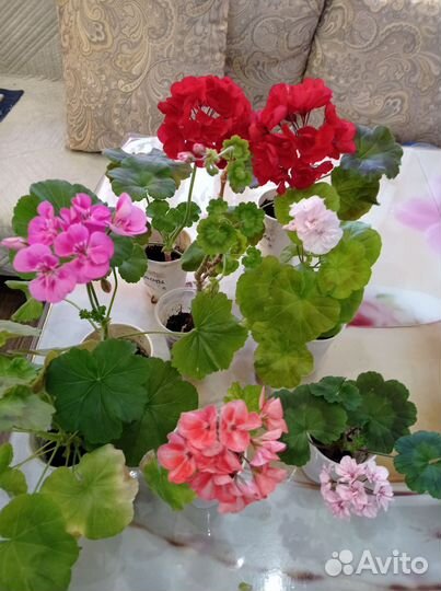 Продам цветы комнатные